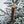 -BRISA-<br> POLAR PUUKKO SS75 <br>