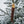-BRISA-<br> POLAR PUUKKO SS95 <br>